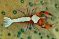   Emperor shrimp  